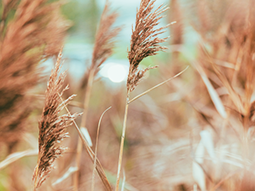 Scandinavisch & urban