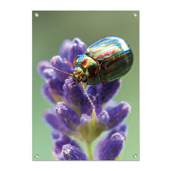 Tuinposter Rosemary beetle - PB