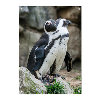Tuinposter Penguins - PB