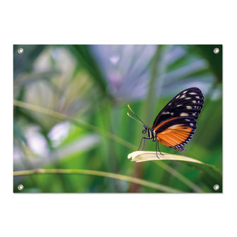 Tuinposter Vlinder - PB