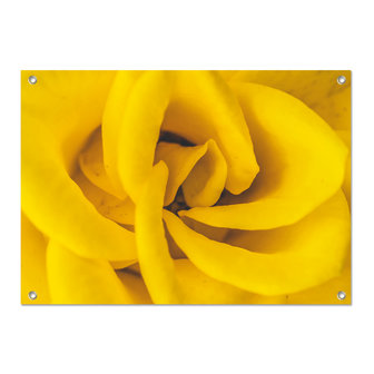 Tuinposter Gele roos - PB