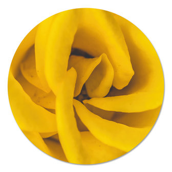 Muurcirkel - Gele roos PB