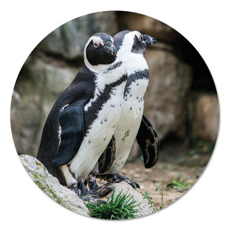 Muurcirkel - Penguins PB