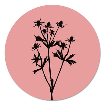 Muurcirkel - Distel roze