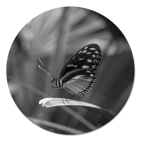 Muurcirkel - Vlinder Zwart Wit PB