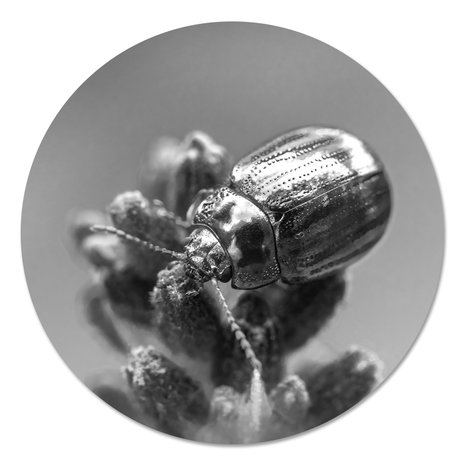 Muurcirkel - Rosemary Beetle Zwart Wit PB