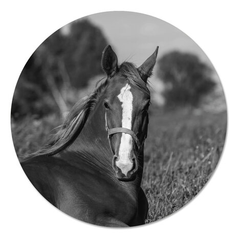 Muurcirkel - Paard Zwart Wit PB