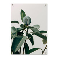Tuinposter Rubberplant grijs