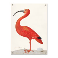 Tuinposter Ibis - Maria Sibylla Merian