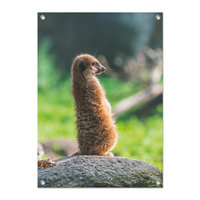 Tuinposter Stokstaartje - PB