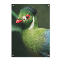 Tuinposter Toerako - PB