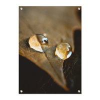 Tuinposter Waterdruppels op blad - PB