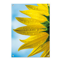 Tuinposter Zonnebloem met waterdruppels - PB