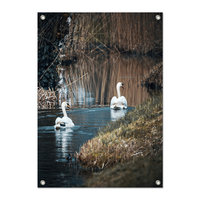 Tuinposter Zwanen - PB