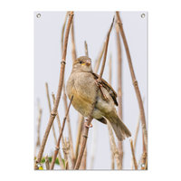 Tuinposter Huismus - PB