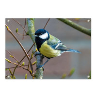 Tuinposter Koolmees - PB