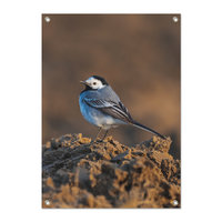 Tuinposter Kwikstaart - PB