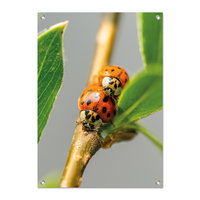 Tuinposter Lieve Heersbeestjes - PB