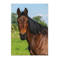 Tuinposter Paard - PB