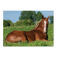 Tuinposter Paard liggend in de wei - PB
