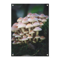 Tuinposter Paddenstoelen - PB