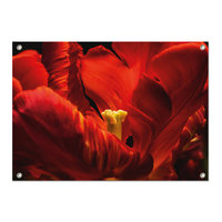 Tuinposter Tulp - PB