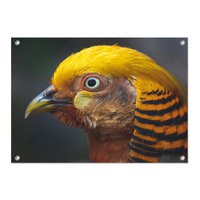 Tuinposter Goud Fazant - PB