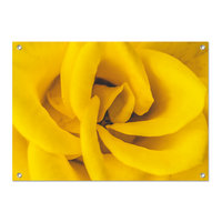 Tuinposter Gele roos - PB