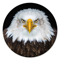 Muurcirkel - Zeearend PB