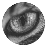 Muurcirkel - Kattenoog Zwart Wit PB