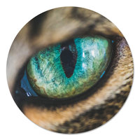 Muurcirkel - Kattenoog PB