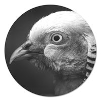 Muurcirkel - Goud Fazant Zwart Wit PB