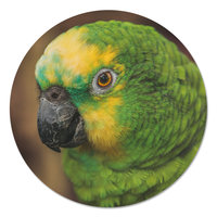 Muurcirkel - Parkiet PB