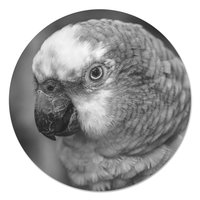 Muurcirkel - Parkiet Zwart Wit PB