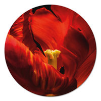 Muurcirkel - Rode tulp PB