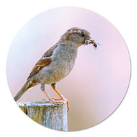 Muurcirkel - Mus met insect PB