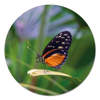 Muurcirkel - Vlinder PB
