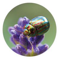 Muurcirkel - Rosemary Beetle PB