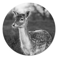 Muurcirkel - Damhert Zwart Wit PB