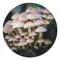 Muurcirkel - Paddenstoelen PB