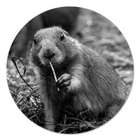 Muurcirkel - Prairiehond Zwart Wit PB