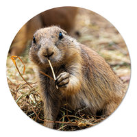 Muurcirkel - Prairiehond PB