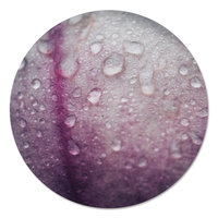 Muurcirkel - Magnoliablad met waterdruppels PB