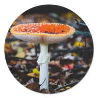 Muurcirkel - Paddenstoel plat PB