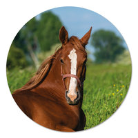 Muurcirkel - Paard PB