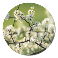 Muurcirkel - Bloesem PB