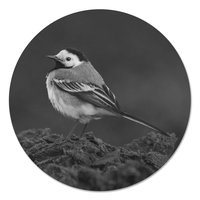 Muurcirkel - Kwikstaart Zwart Wit PB