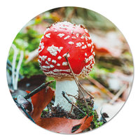 Muurcirkel - Paddenstoel klein PB