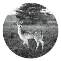 Muurcirkel - Damhert bij boom Zwart Wit PB
