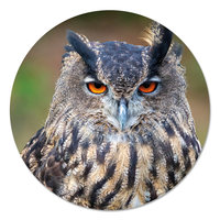 Muurcirkel - Uil PB